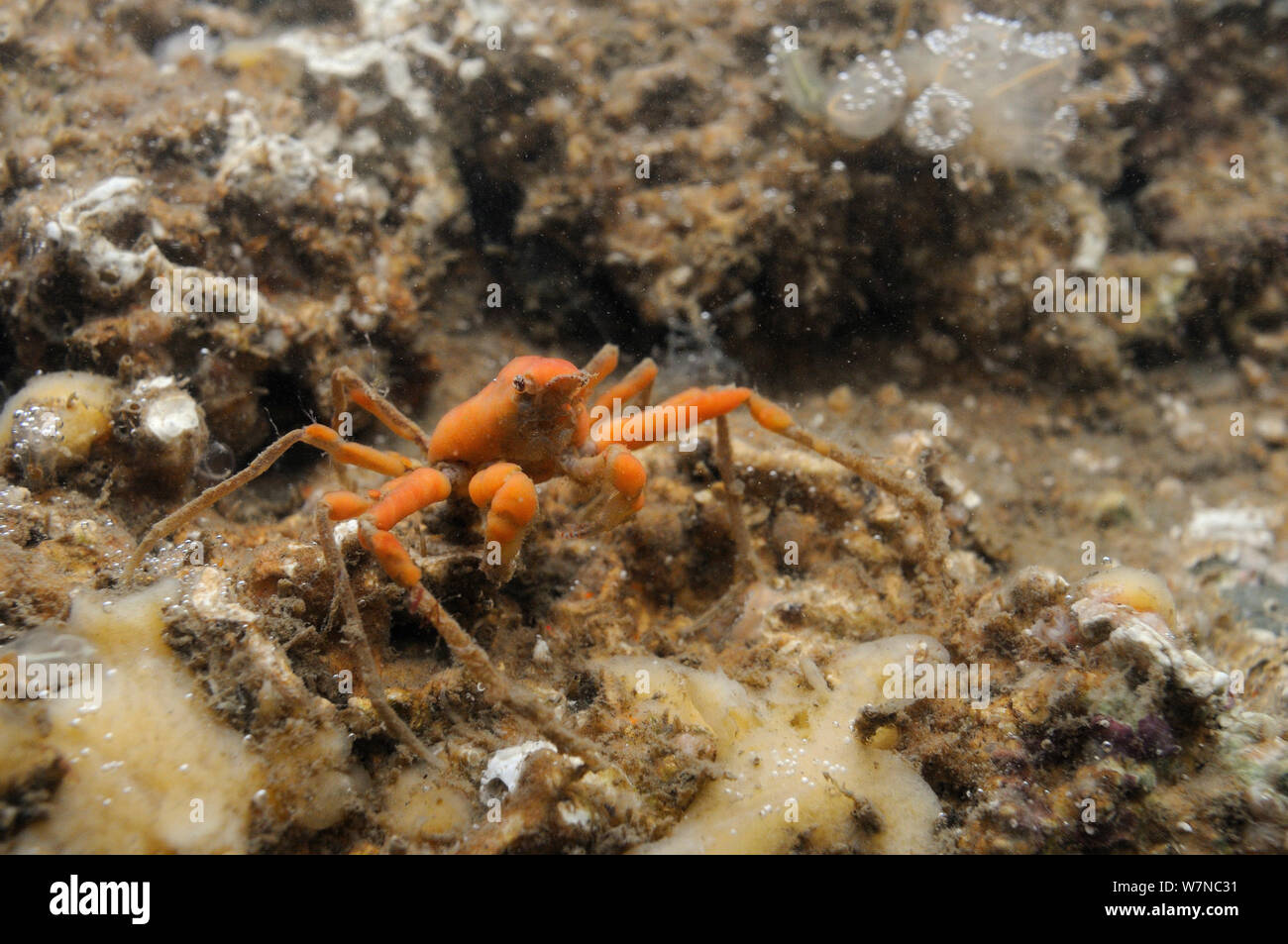 Sponge spider crab (Inachus sp.) covered in red sponge in a low shore rockpool alongside other sponges and some Light bulb sea squirts (Clavellina lepadiformis), Helford River, Cornwall, UK, August. Stock Photo