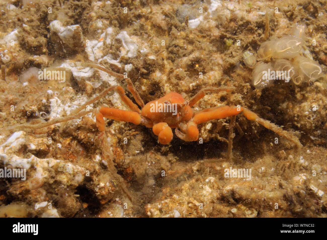 Sponge spider crab (Inachus sp.) covered in red sponge in a rockpool low on th shore alongside a group of Light bulb sea squirts (Clavellina lepadiformis), Helford River, Cornwall, UK, August. Stock Photo