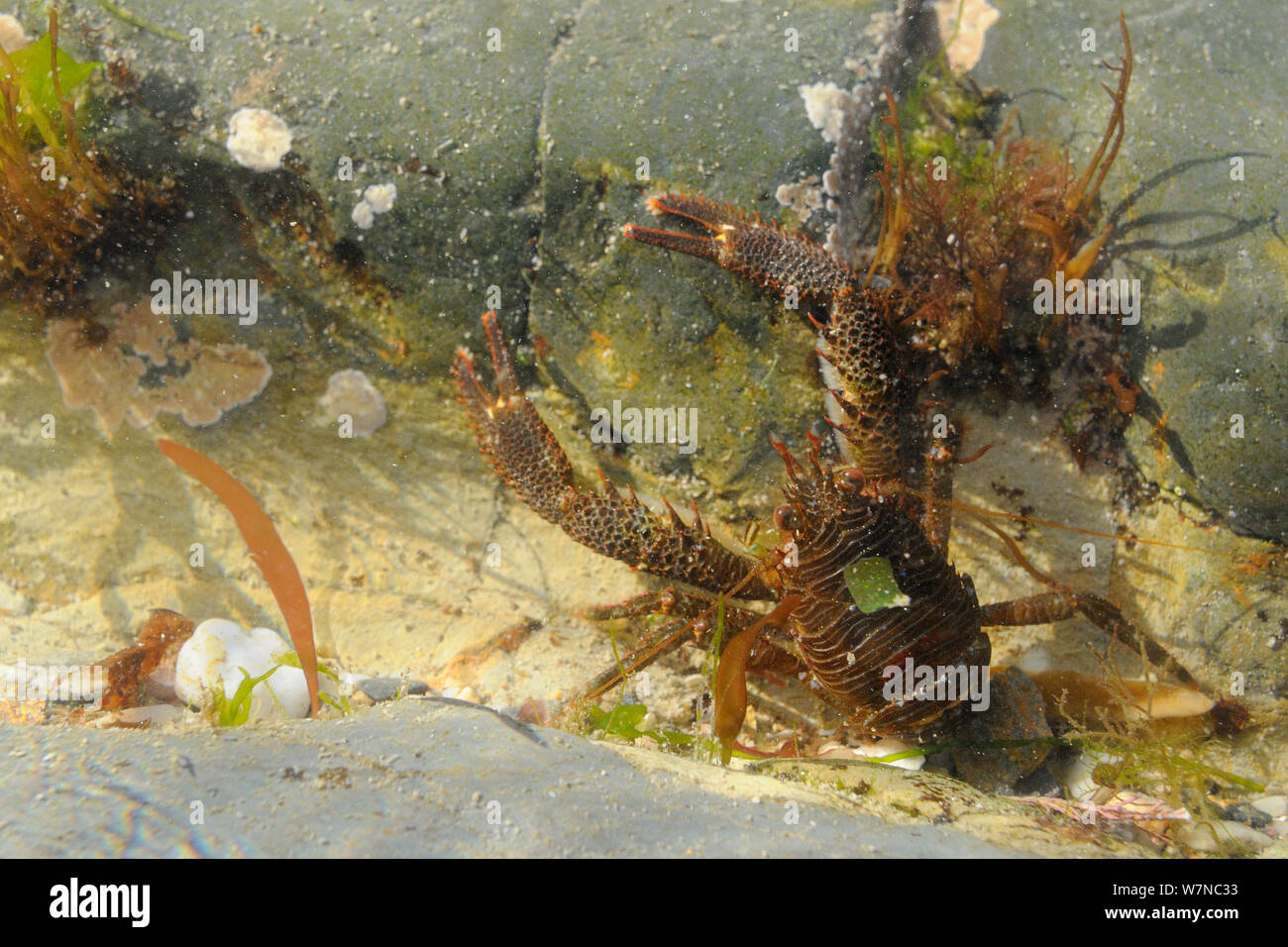 Squat lobster (Galathea squamifera) on the move with its claws raised in a rockpool, near Falmouth, Cornwall, UK, August. Stock Photo