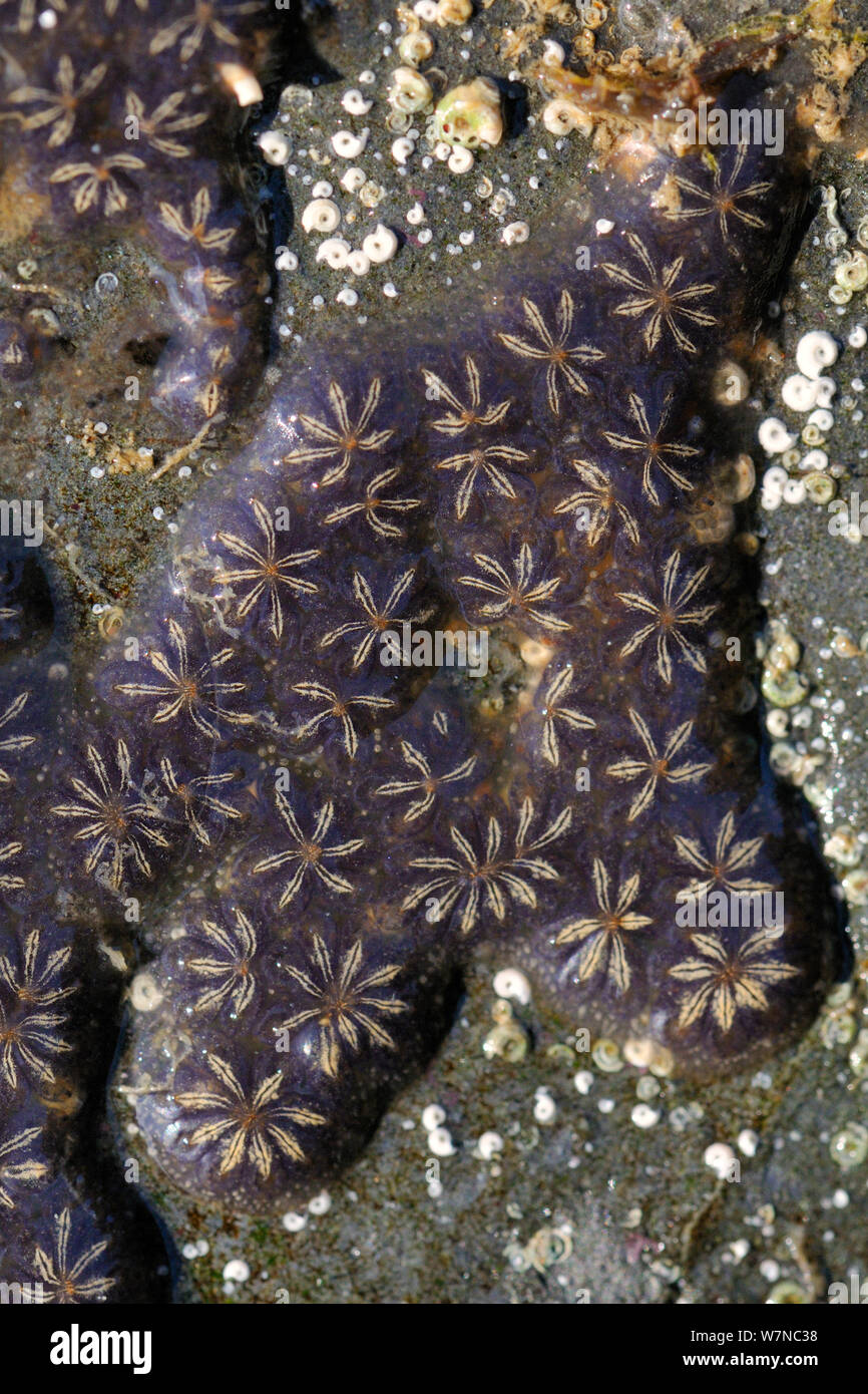 Star ascidian colony (Botryllus schlosseri) growing on rock exposed on a low spring tide, near Falmouth, Cornwall, UK, August. Stock Photo