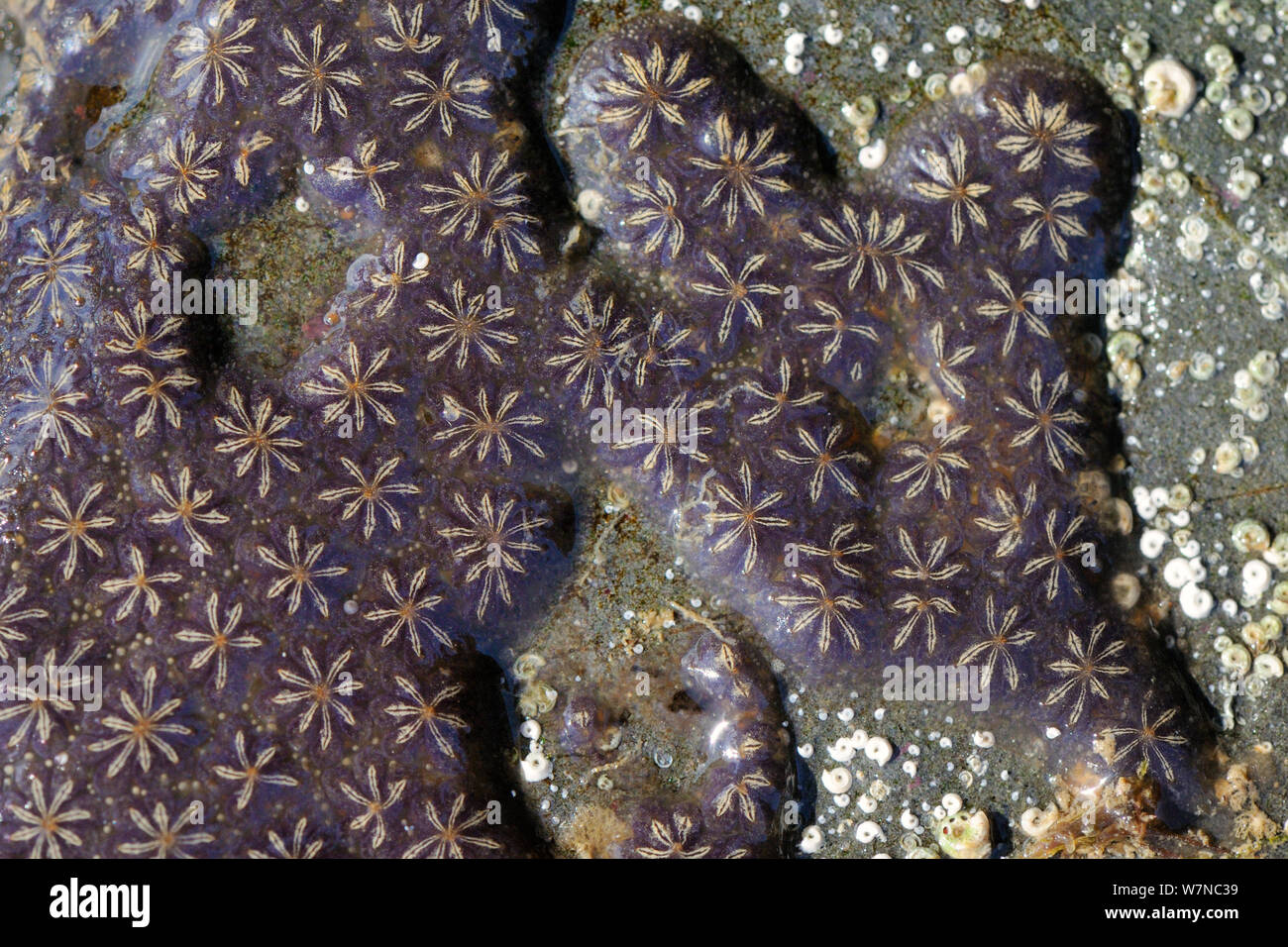 Star ascidian colony (Botryllus schlosseri) growing on rock exposed on a low spring tide, near Falmouth, Cornwall, UK, August. Stock Photo