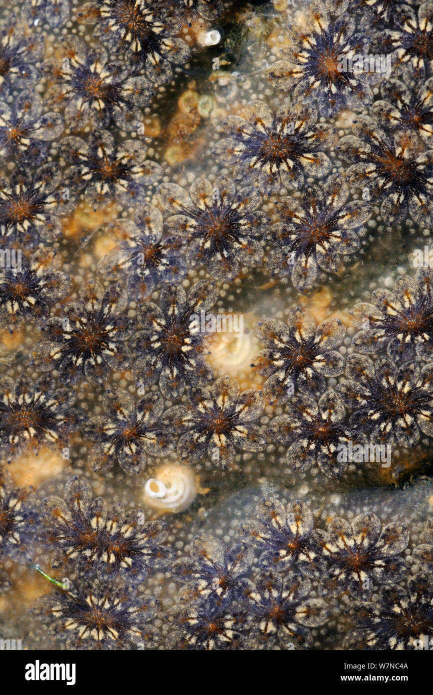Star ascidian colony (Botryllus schlosseri) growing on rock exposed on a low spring tide alongside serpulid worm tubes, near Falmouth, Cornwall, UK, August. Stock Photo