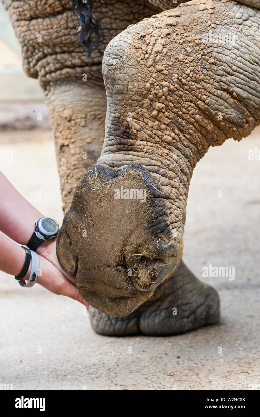 White rhino (Ceratotherium simum) having feet checked for health, Colchester Zoo, May 2012. Editorial use only Stock Photo