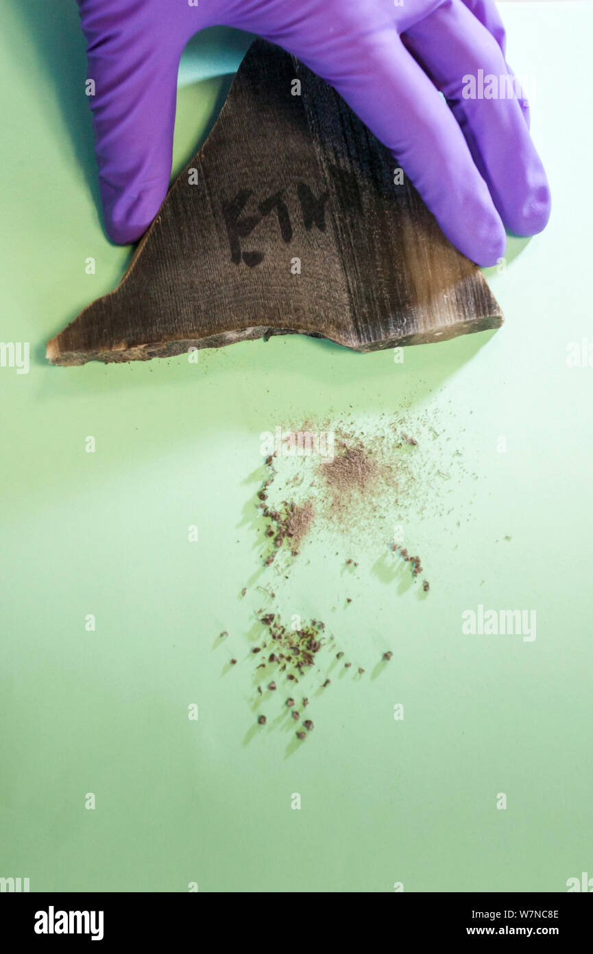 Black rhino horn, (Diceros bicornis) from a female called Etna that died naturally in captivity at Port Lympne zoo in the UK, is drilled to collect DNA samples for research into population genetics and DNA profiling for a pilot study connected to UK theft of horn from museums by Dr Lucy Webster, molecular biologist in wildlife DNA forensics at the wildlife forensics lab at SASA, Science and Advice for Scottish Agriculture, near Edinburgh, UK, May 2012. Editorial use only Stock Photo