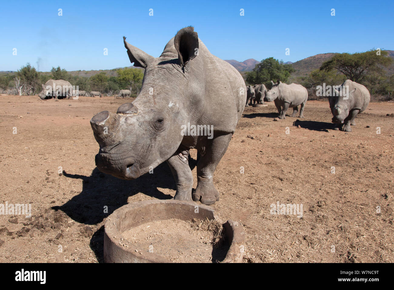 Dehorned white rhino (Ceratotherium simum) at feeder, Mauricedale game ranch, Mpumalanga, South Africa, June 2012 Stock Photo