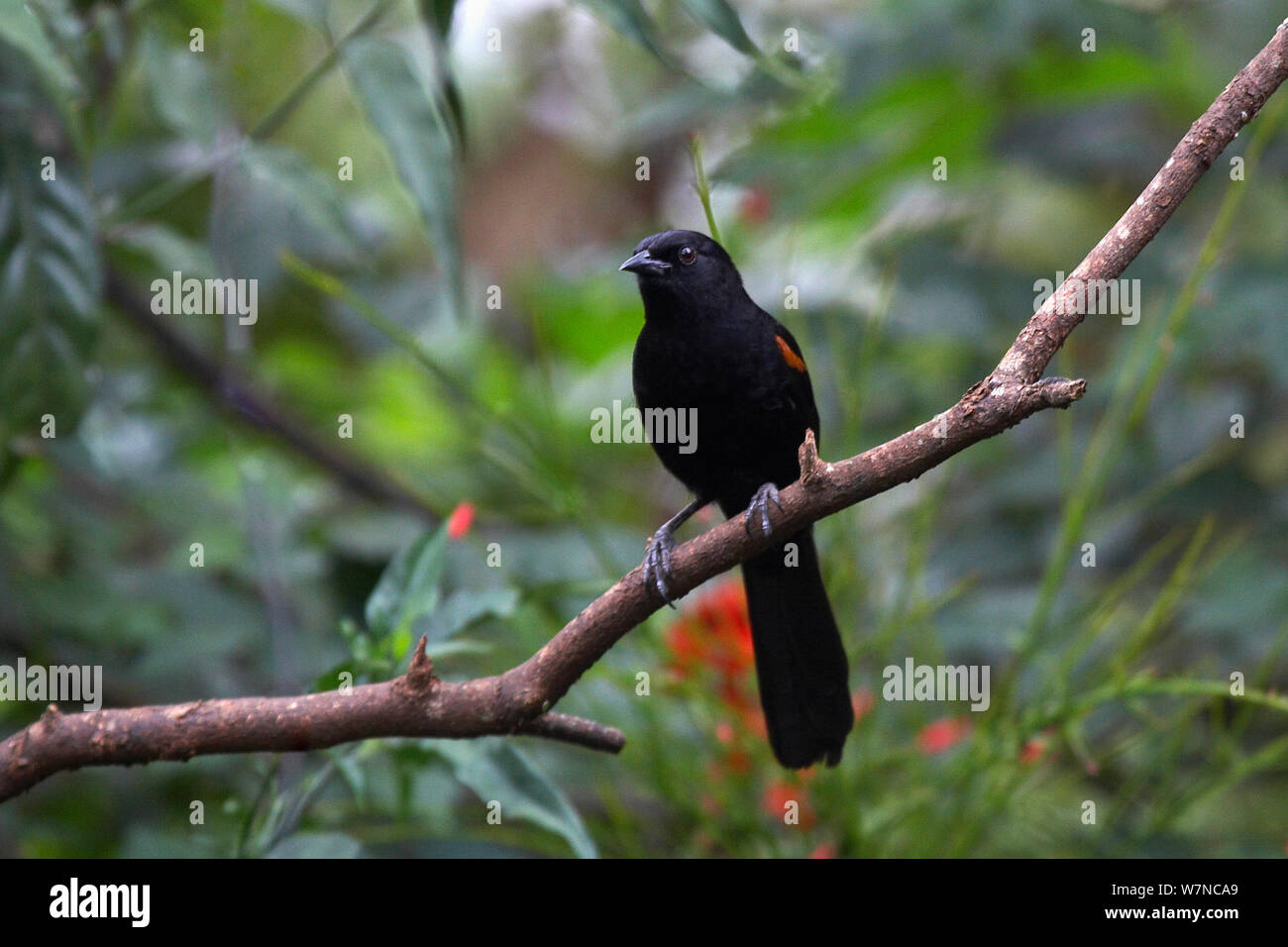 Epaulet Oriole (Icterus cayanensis). Iguazu waterfalls, Iguacu National Park, Argentina. October Stock Photo