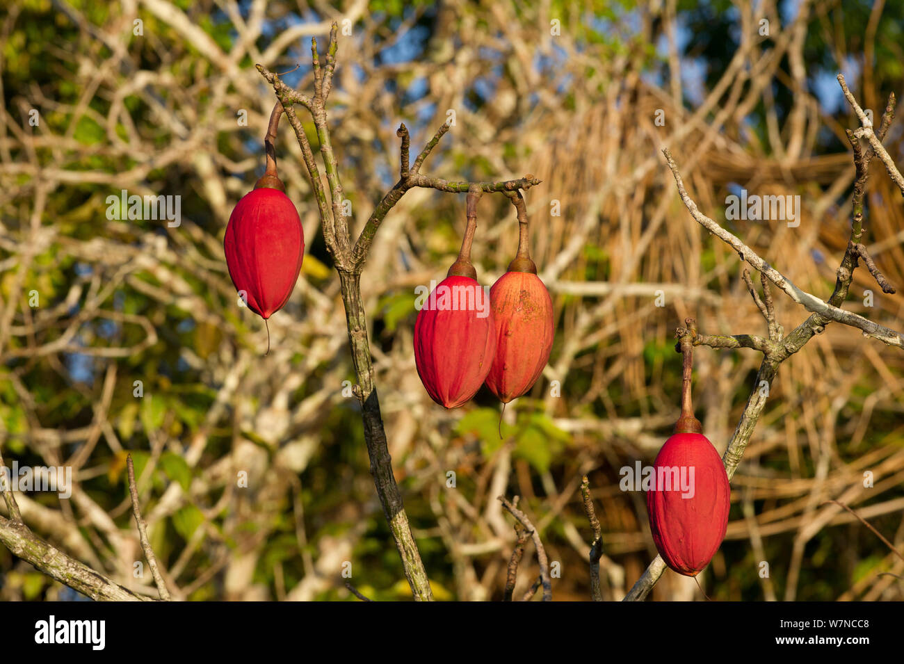 Amazon rainforest kapok tree hires stock photography and images Alamy
