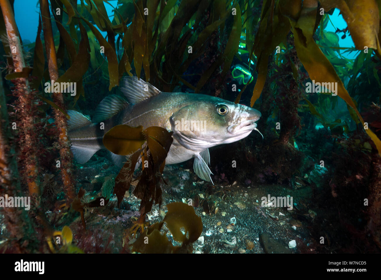 A diver approaches a large Atlantic cod (Gadus morhua) in a kelp forest.  Photographed during a two week break in fishing (to allow the fish to spawn), although this fish shows sign of a previous encounter with a net. Thorshofn, Iceland. North Atlantic Ocean, April 2012, model released. Stock Photo