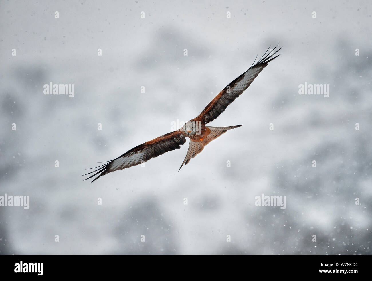Red Kite (Milvus milvus) in flight through snow. Rhayader, Wales, December. Stock Photo