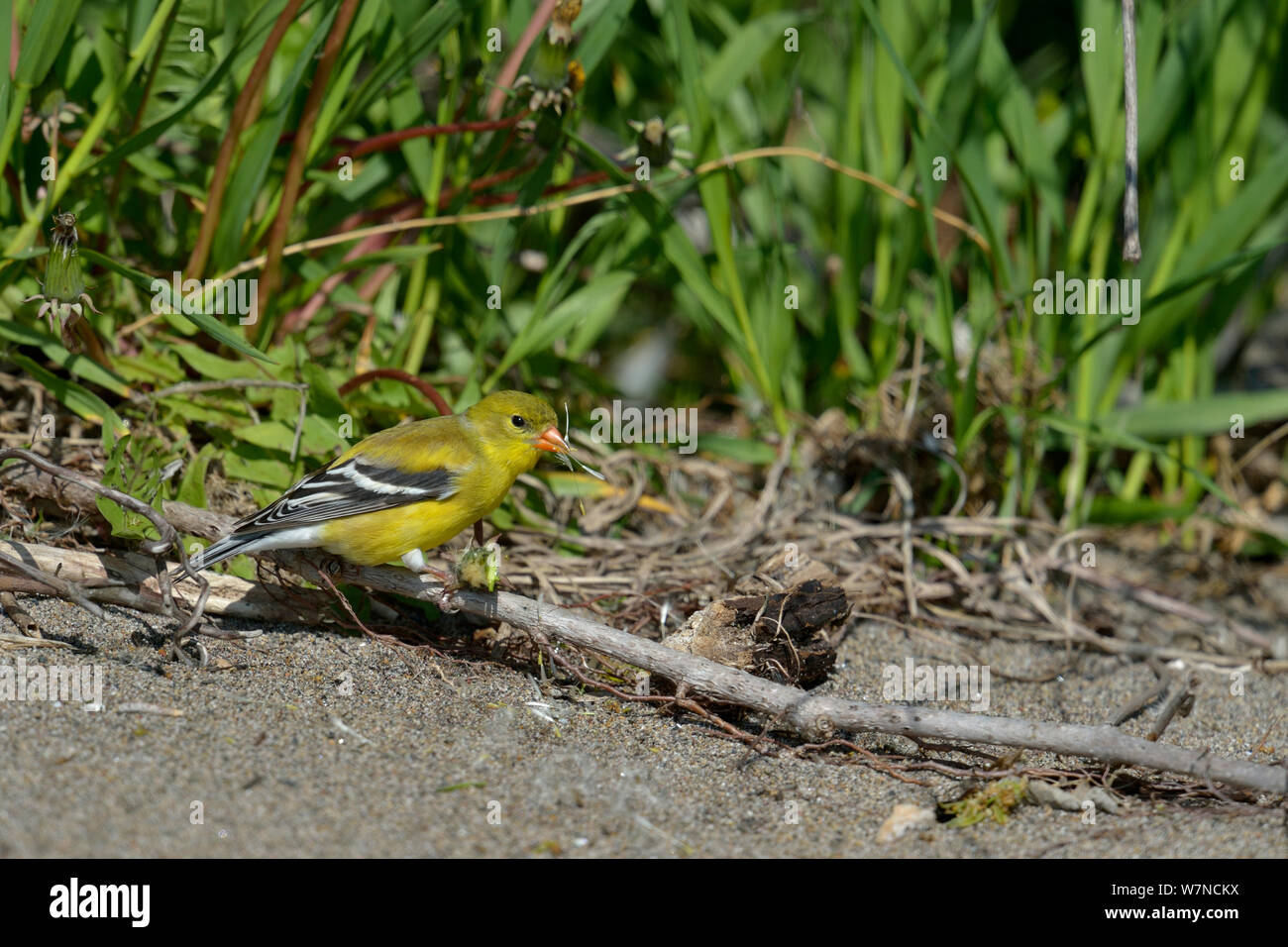 American goldfinch (Carduelis tristis) Pointe Pelee,  Ontario, Canada, May Stock Photo