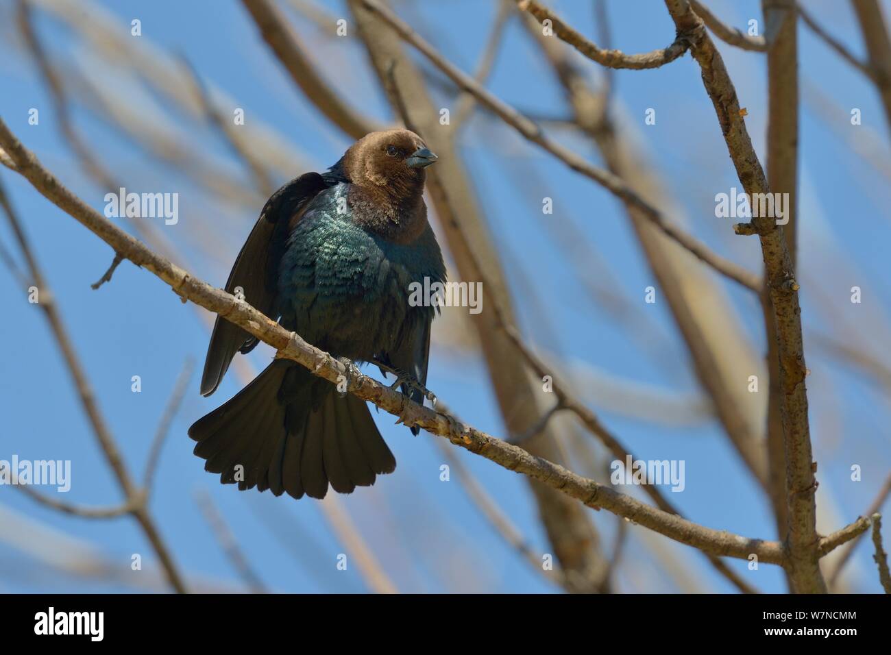 Brown headed cowbird (Molothrus ater) Pointe Pelee, Ontario, Canada, May Stock Photo
