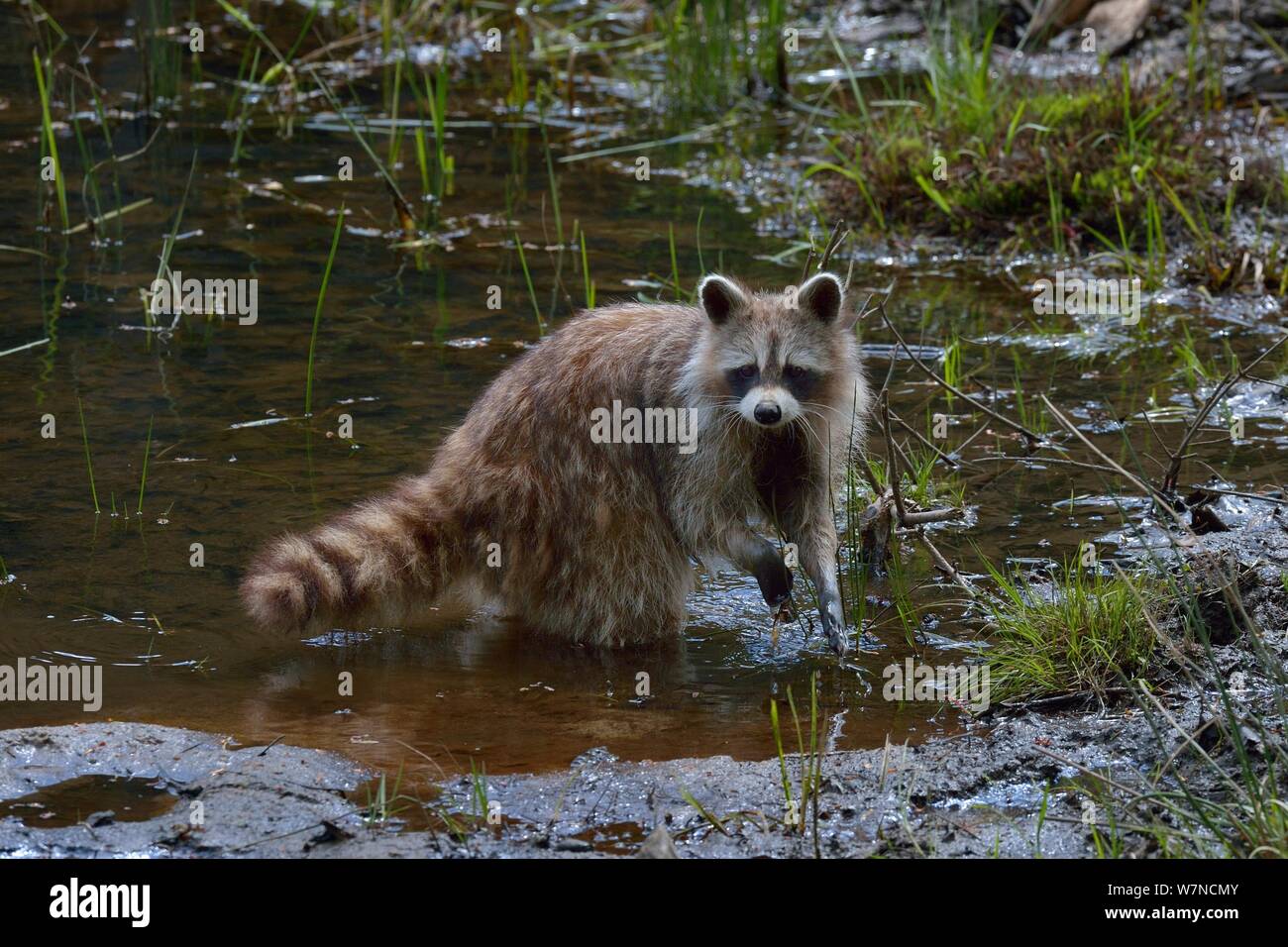 Raccoon (Procyon lotor) standing in water, Quebec, Canada Stock Photo