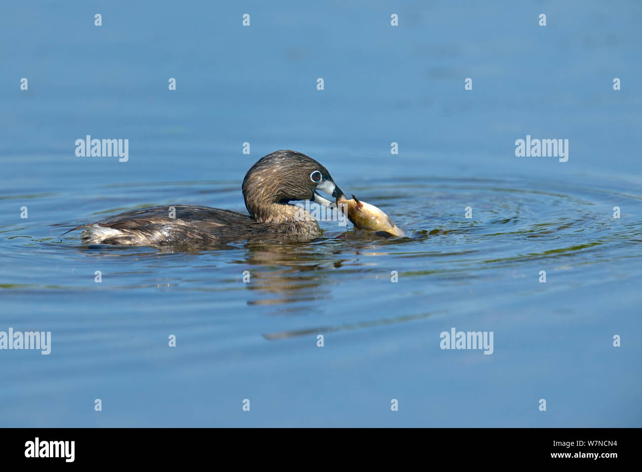 Pied-billed grebe (Podilymbus podiceps) with fish in beak, Quebec, Canada, May Stock Photo