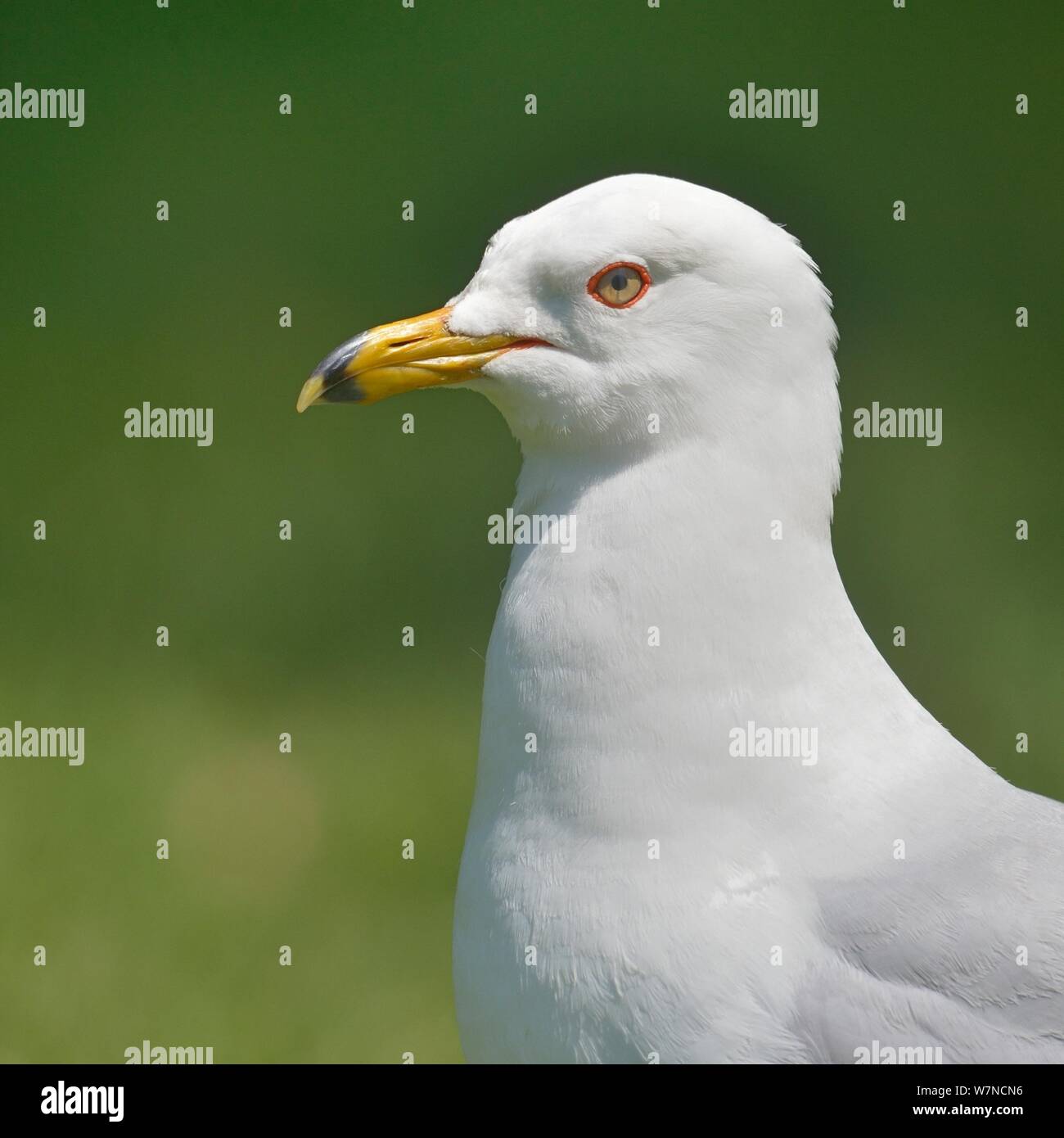 Ring-billed gull (Larus delawarensis) profile portrait, Quebec, Canada, May Stock Photo