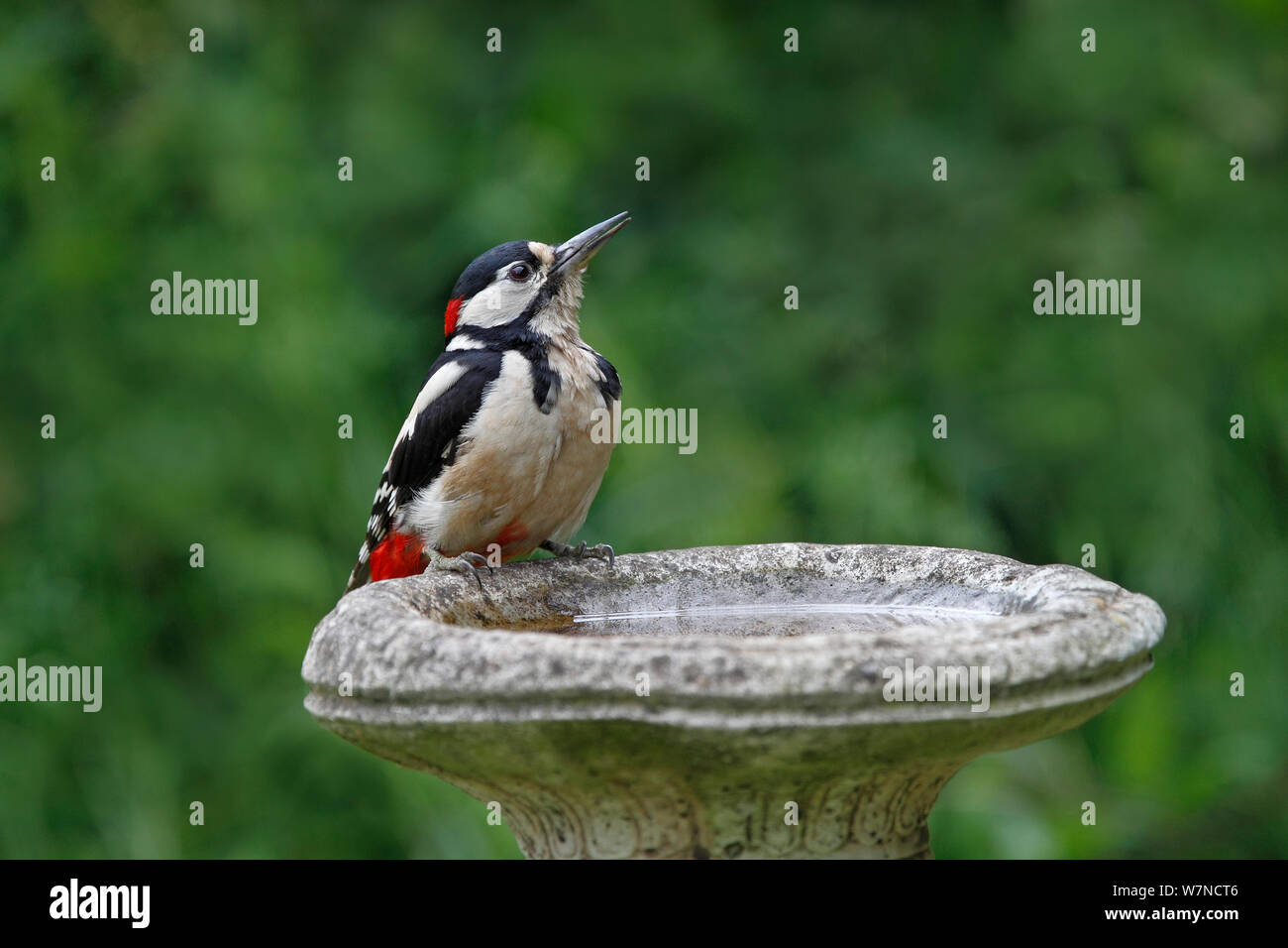 Great Spotted woodpecker (Dendrocopos major) male drinking at bird bath in garden, Cheshire UK June Stock Photo