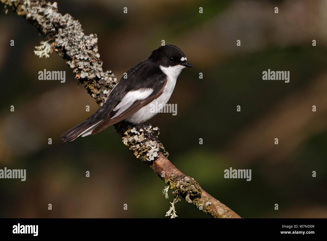 Pied Flycatcher (Ficedula hypoleuca) male perched in woodland, North Wales UK May Stock Photo