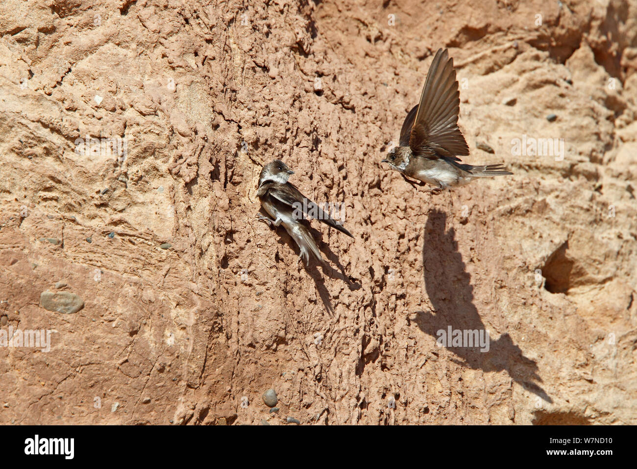 Sand Martin (Riparia riparia) right hand bird flying in to knock other bird off cliff during rivalry for nesting place, Wirral Merseyside UK June Stock Photo