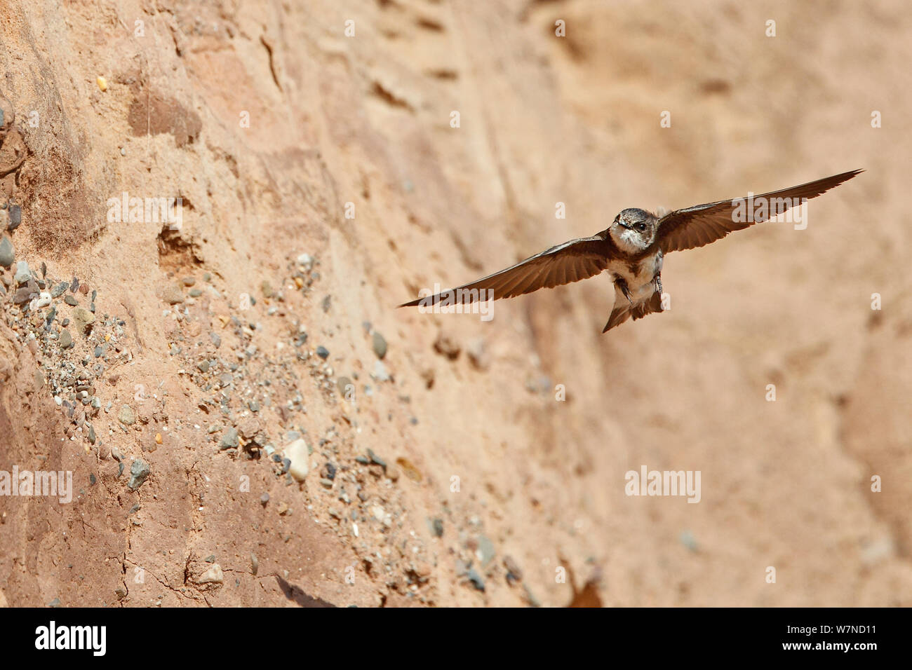 Sand Martin (Riparia riparia) flying along cliff at nest site, Wirral Merseyside UK June Stock Photo