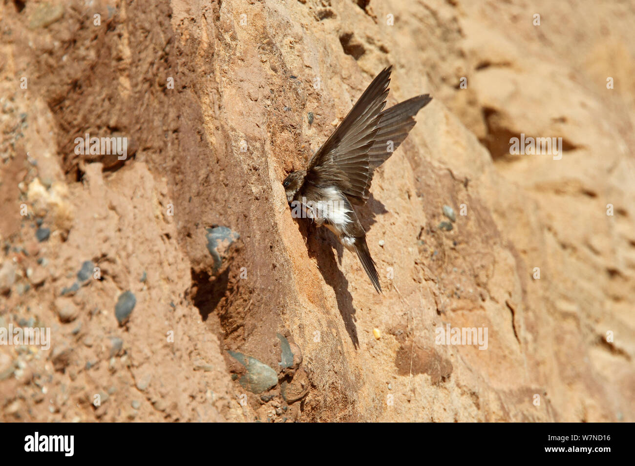 Sand Martin (Riparia riparia) digging at cliff with it's beak to make nest hole, Wirral Merseyside UK June Stock Photo