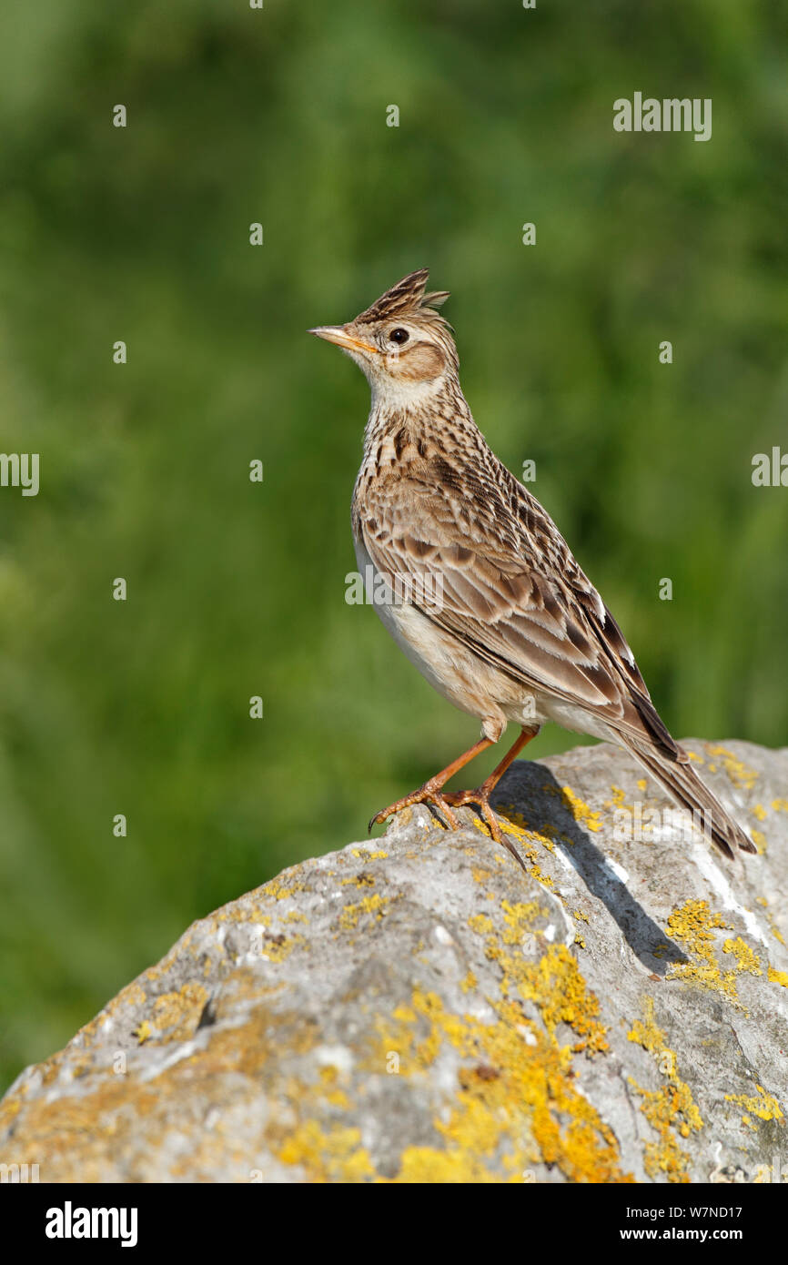 Skylark (Alauda arvensis) perched on rock at edge of field Wirral Merseyside UK June Stock Photo
