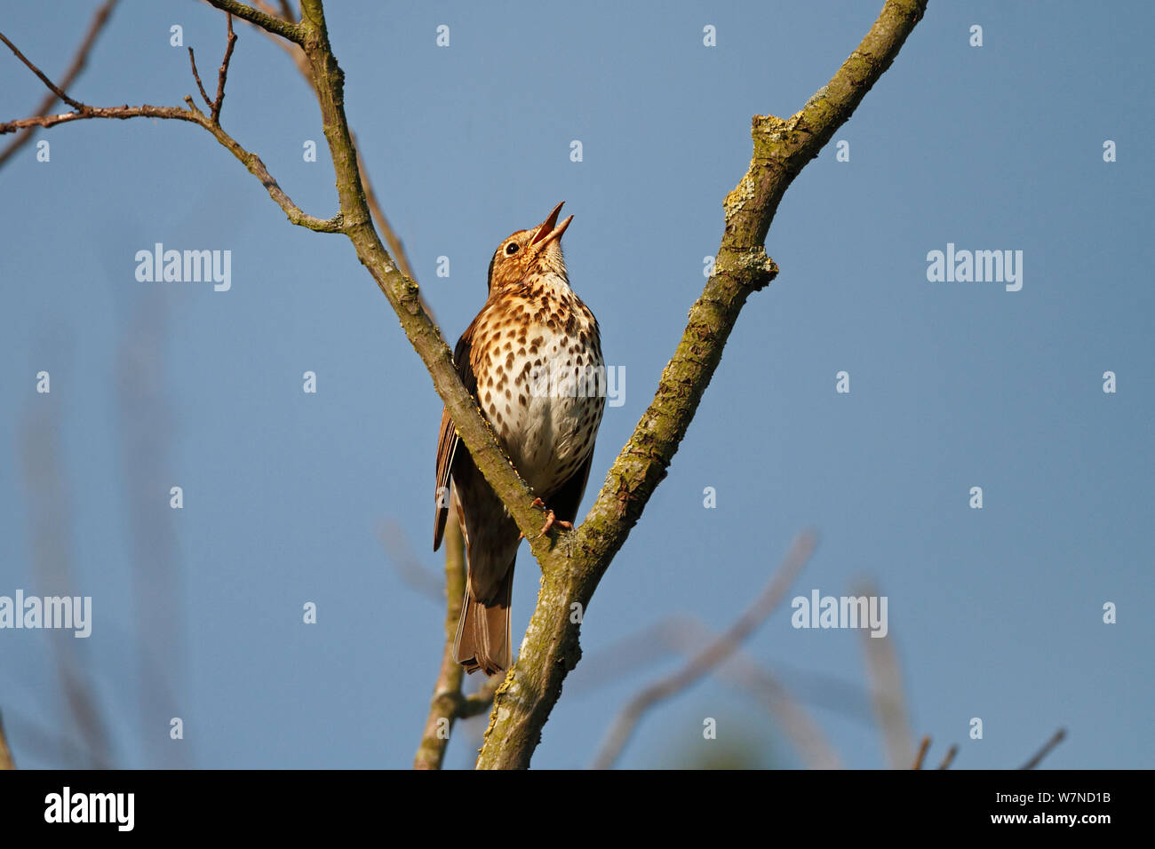 Song Thrush (Turdus philomelos) singing in tree in breeding territory, Wirral Merseyside UK May Stock Photo