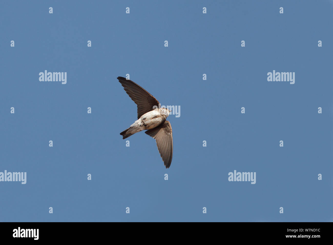 Sand Martin (Riparia riparia) singing while flying over cliff nest site, Wirral Merseyside UK June Stock Photo
