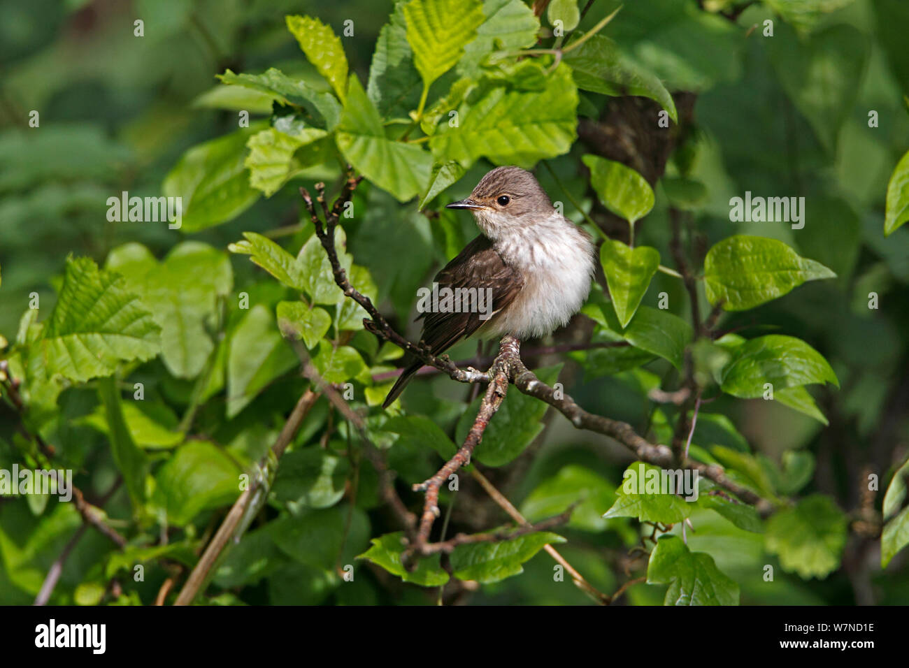 Spotted Flycatcher (Muscicapa striata) perched in tree in woodland looking for insect prey, North Wales UK June Stock Photo