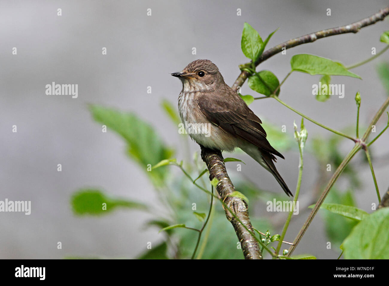 Spotted Flycatcher (Muscicapa striata) perched in tree in woodland with insect prey, North Wales UK June Stock Photo