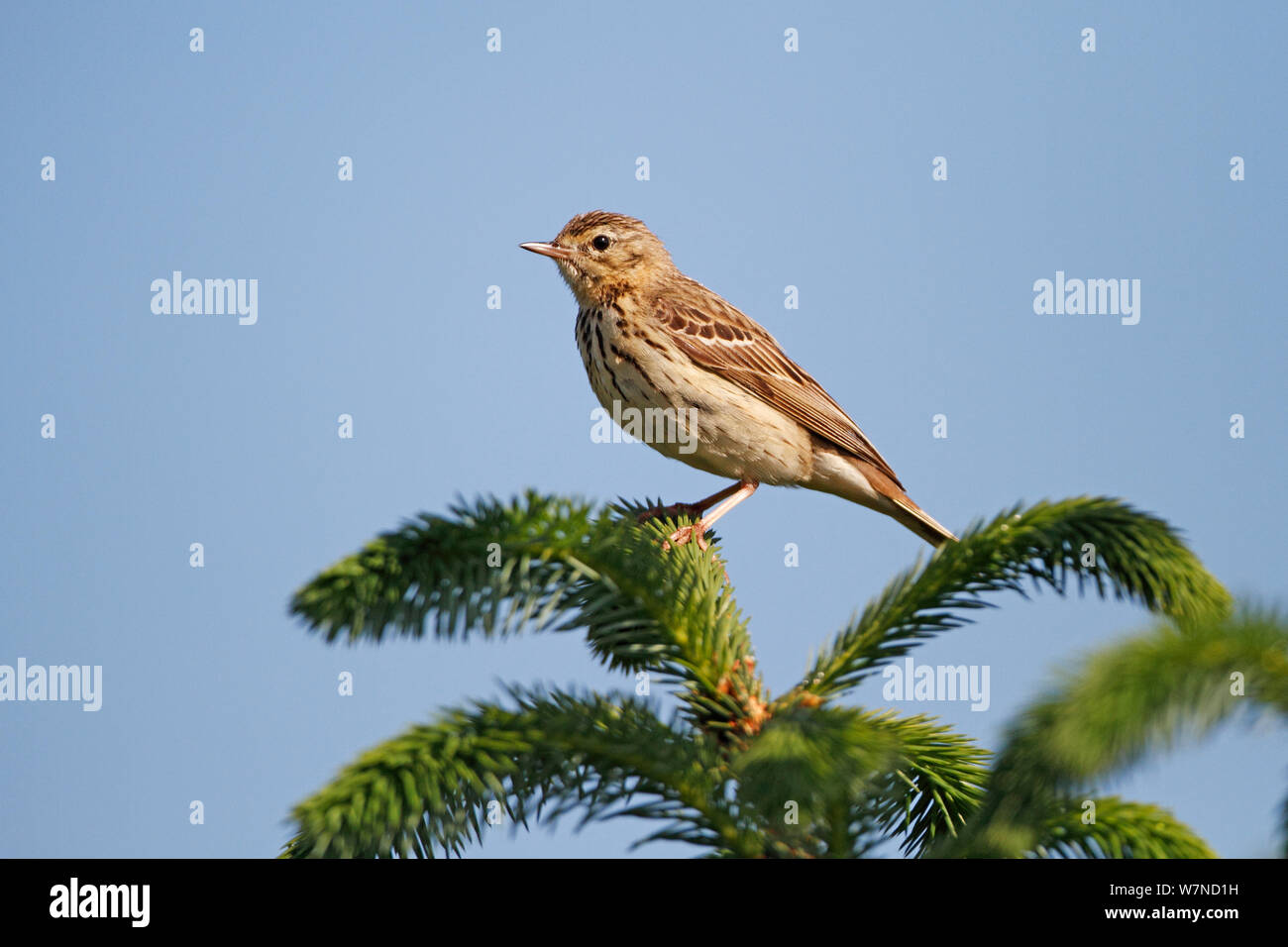 Tree Pipit (Anthus trivialis) perched on conifer tree at edge of forest, North Wales UK June Stock Photo