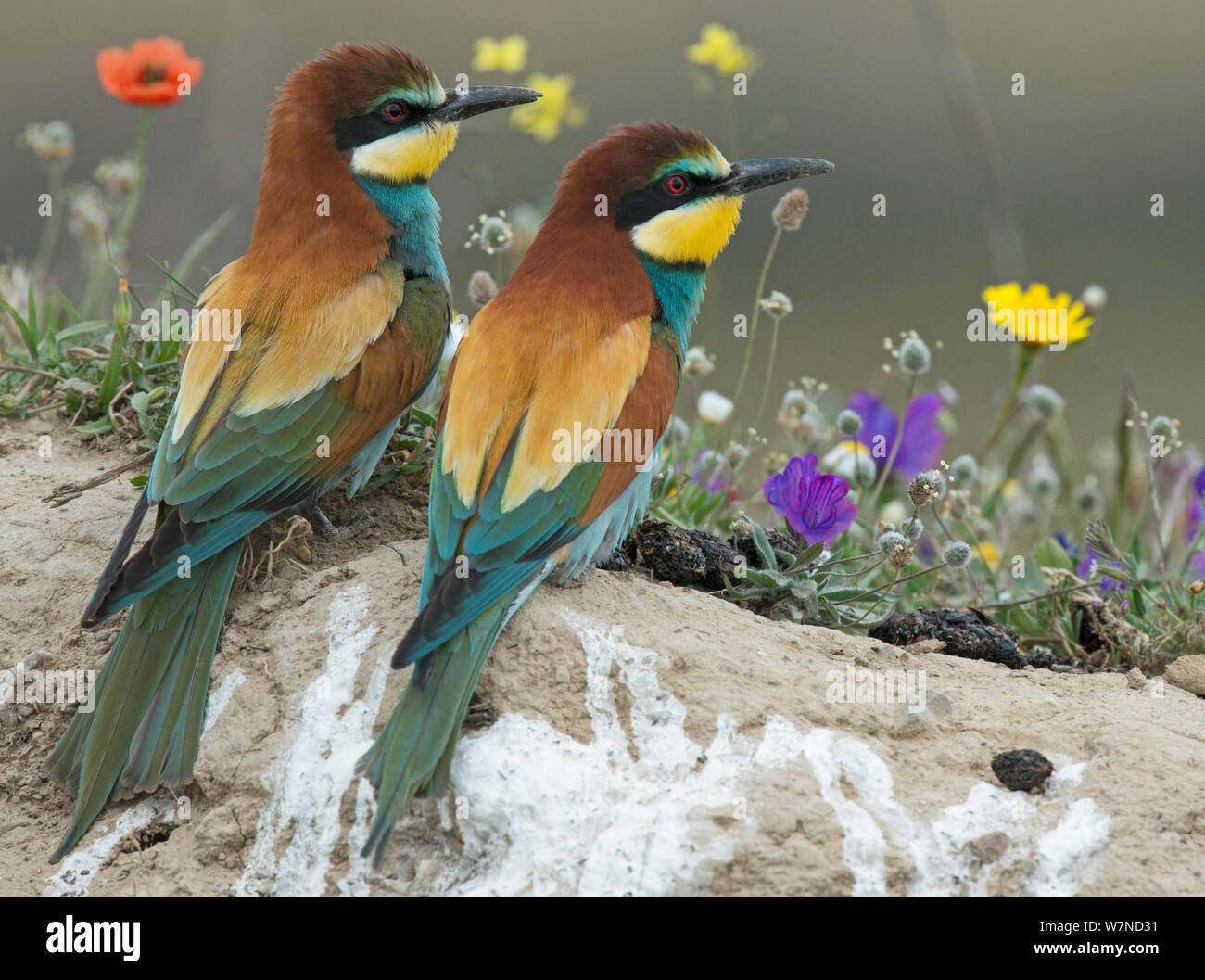 Pair of European Bee-eater (Merops apiaster) on a bank above their nest hole in front of flowers. Note regurgitated pellets of insect remains. Alentejo, Portugal, April. Stock Photo