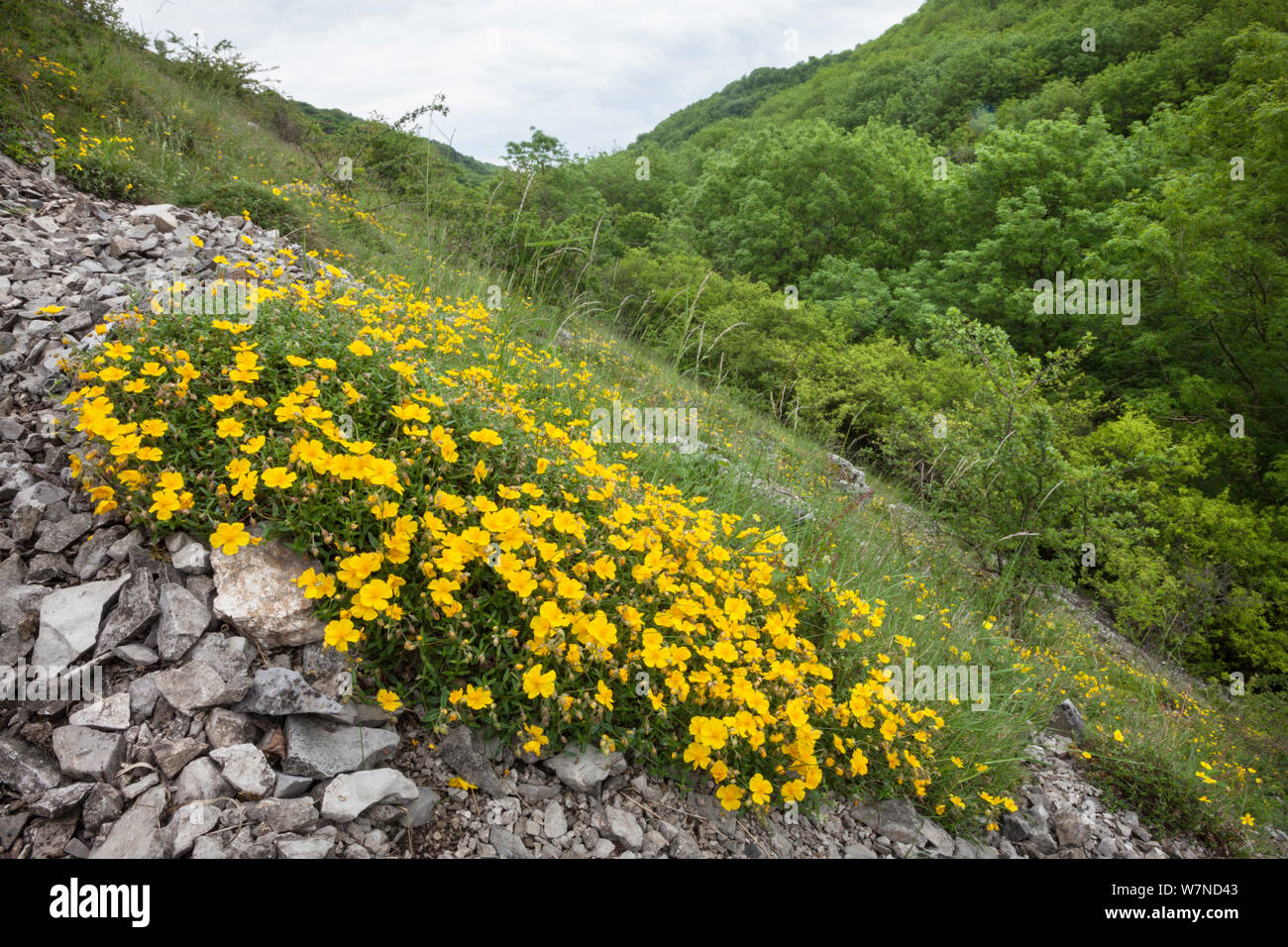 Common Rock Rose (Helianthemum nummularium)growing on steep slope amongst limestone outcrop. Lathkill Dale NNR, Peak District National Park, UK. June. Stock Photo