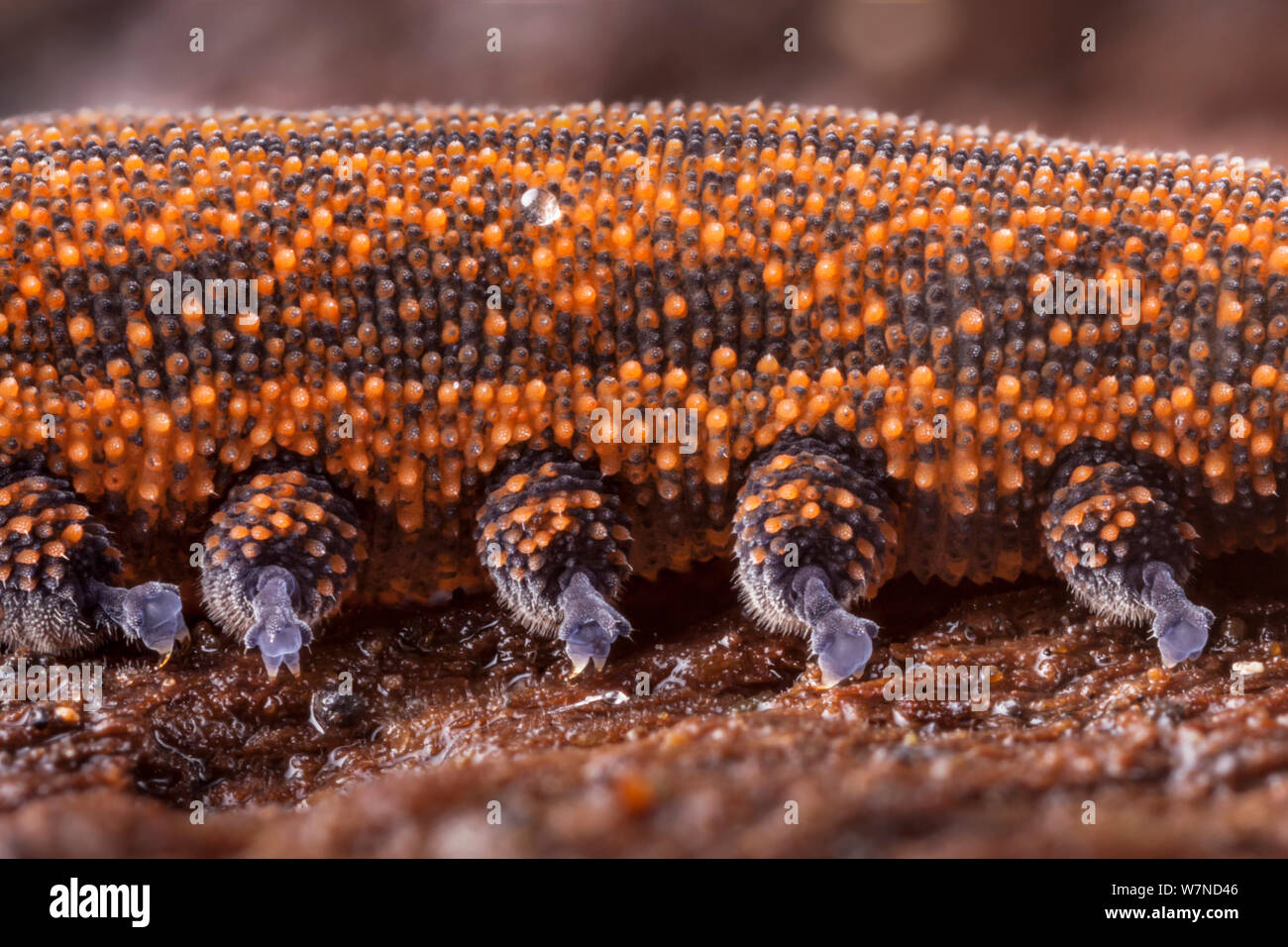 Velvet Worm feet (Peripatus novaezealandiae). Velvet Worms are known as 'living fossils', having remained the same for approximately 570 million years. Captive from New Zealand Stock Photo