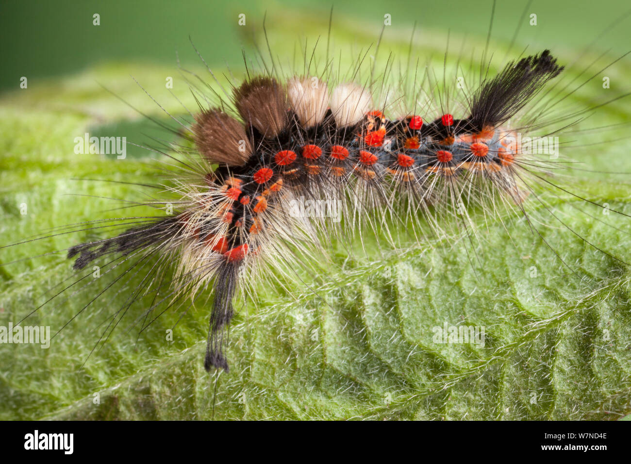 Caterpillar of the Common Vapourer Moth (Orgyia antiqua), showing defensive urticating hairs that deter predators. Peak District National Park, Derbyshire, UK. April. Stock Photo