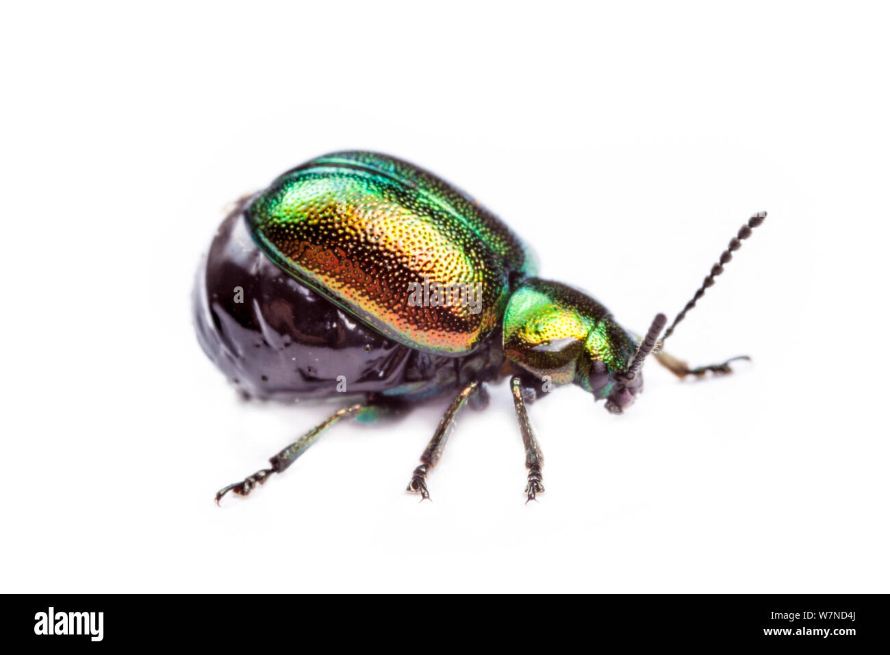 Green Dock Beetle (Gastrophysa viridula) female with huge abdomen swollen with eggs. Peak District National Park, Derbyshire, UK. April. Stock Photo