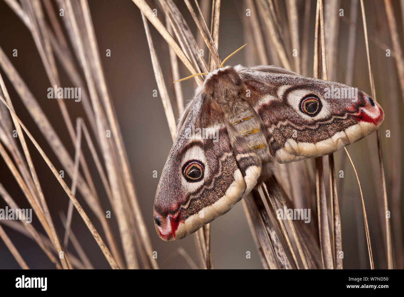 Small emperor moth female (Saturnia pavonia), Peak District National Park, UK. April. Stock Photo