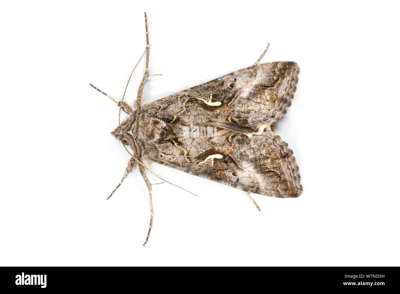 Silver Y Moth (Autographa / Plusia gamma) UK Stock Photo