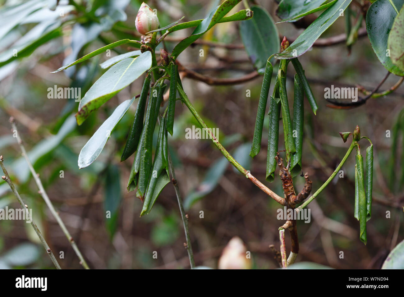 Rhododendron (Rhododendron sp.) leaves showing symptoms of Sudden Oak Death (Phytophthora kernoviae) a fungus-like pathogen. Stock Photo