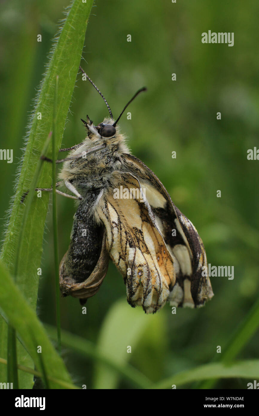 Marbled white butterfly (Melanargia galathea) drying wings after emerging from chrysalis, Green Down Somerset Wildlife Trust Reserve, England, UK, July 2012 Stock Photo