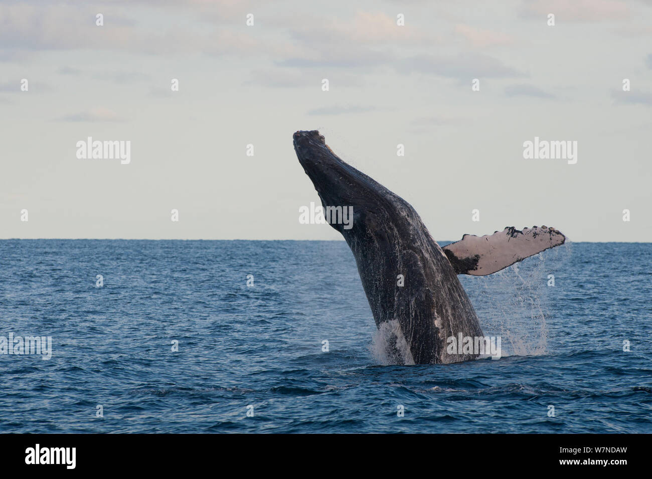 Humpback whale (Megaptera novaeangliae) breaching, Cabos San Lucas, Baja, Mexico, February sequence 1/3 Stock Photo