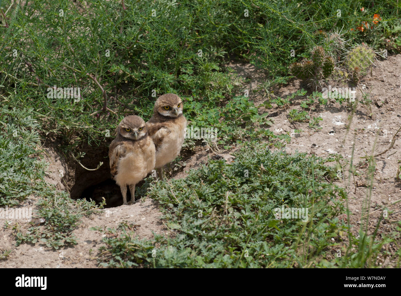 Dakota raptor hi-res stock photography and images - Alamy