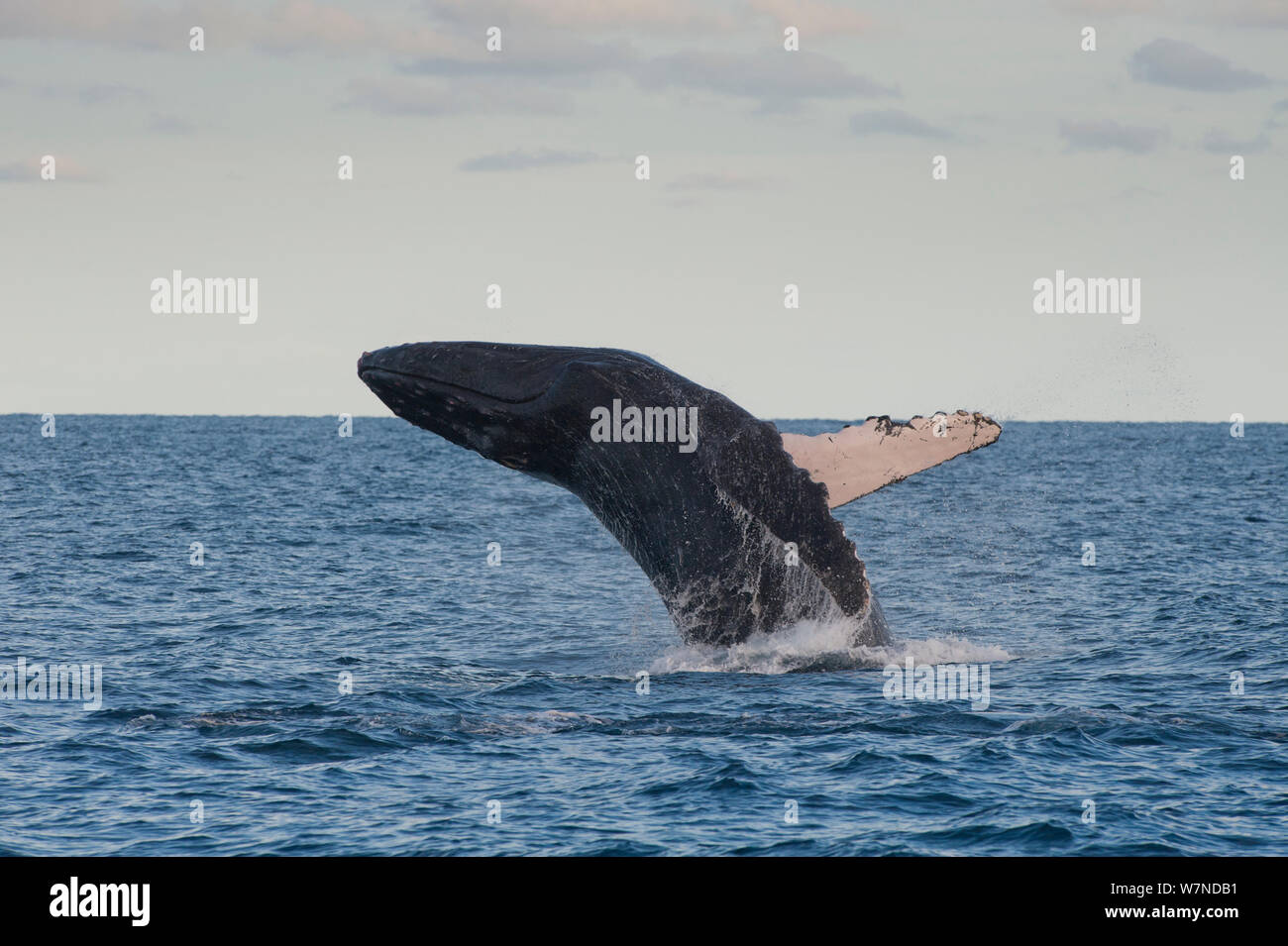 Humpback whale (Megaptera novaeangliae) breaching, Cabos San Lucas, Baja, Mexico, February sequence 3/3 Stock Photo