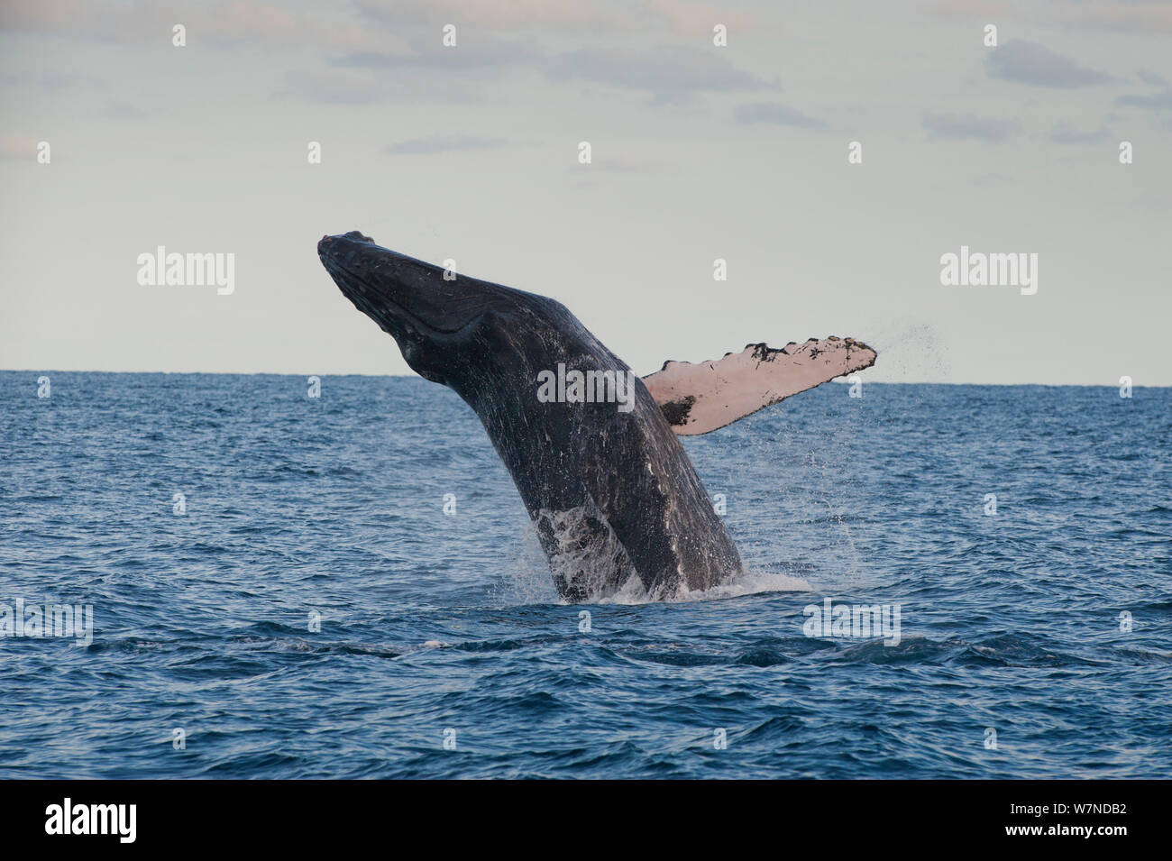 Humpback whale (Megaptera novaeangliae) breaching, Cabos San Lucas, Baja,  Mexico, February sequence 2/3 Stock Photo