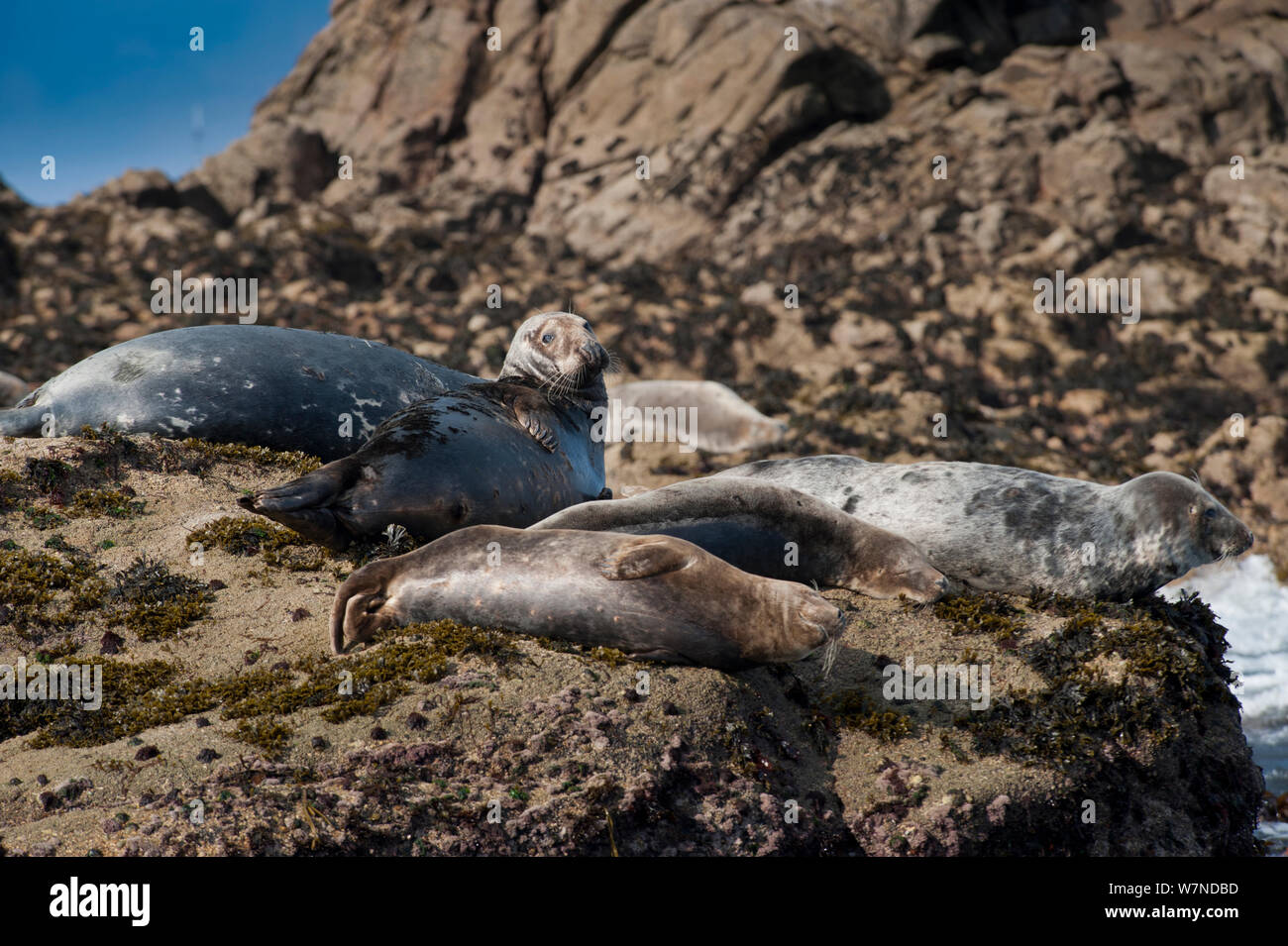 Grey seals (Halichoerus grypus) basking on rocks, Isles of Scilly, September Stock Photo