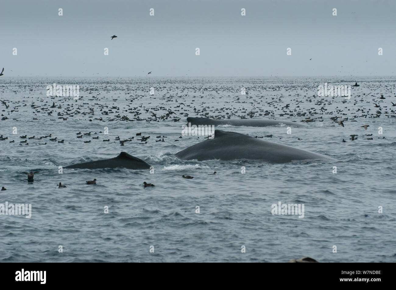 Short tailed shearwaters (Puffinus tenuirostris) alongside Humpback whales (Megaptera novaeangliae) mass feeding on krill in Aleutian Islands, off coast of Unalaska, Dutch Harbour, USA Stock Photo