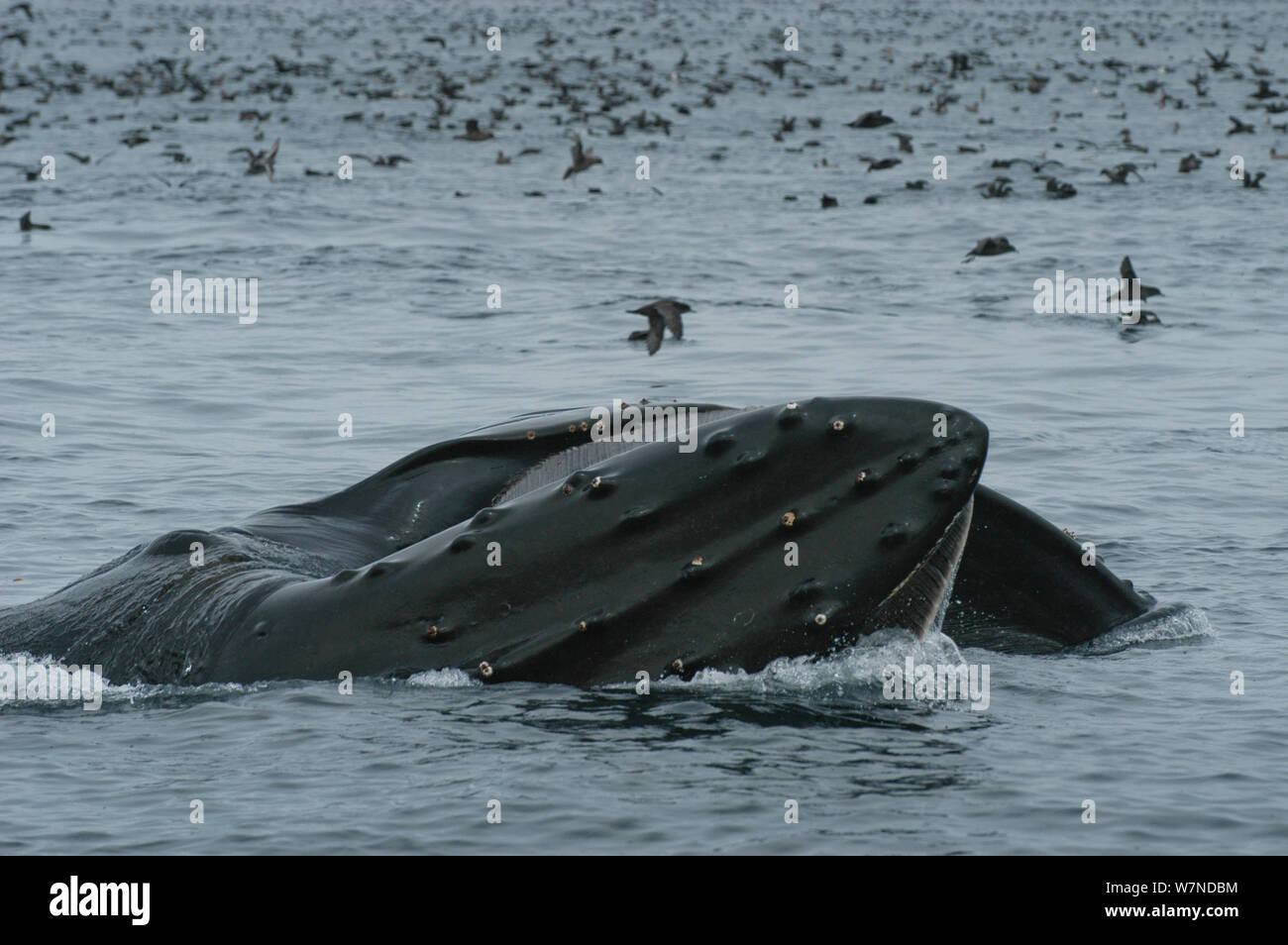 Humpback whales (Megaptera novaeangliae) and Short tailed shearwaters (Puffinus tenuirostris) mass feeding on krill in Aleutian Islands, off coast of Unalaska, Dutch Harbour, USA August Stock Photo