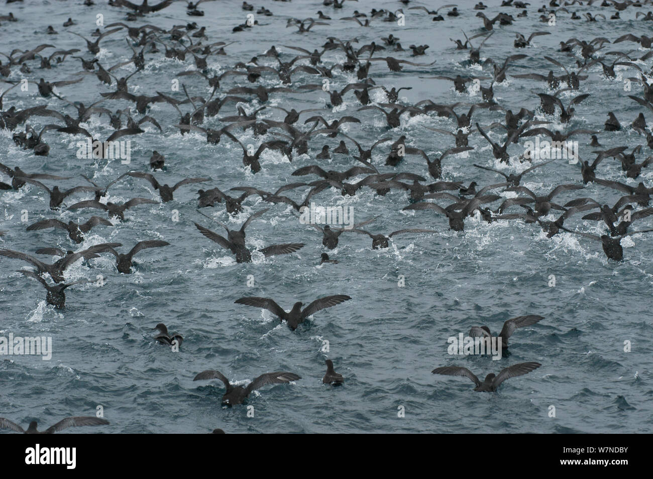 Short tailed Shearwaters (Puffinus tenuirostris) mass take off after feeding on krill in Aleutian Islands, off coast of Unalaska, Dutch Harbour, USA August Stock Photo