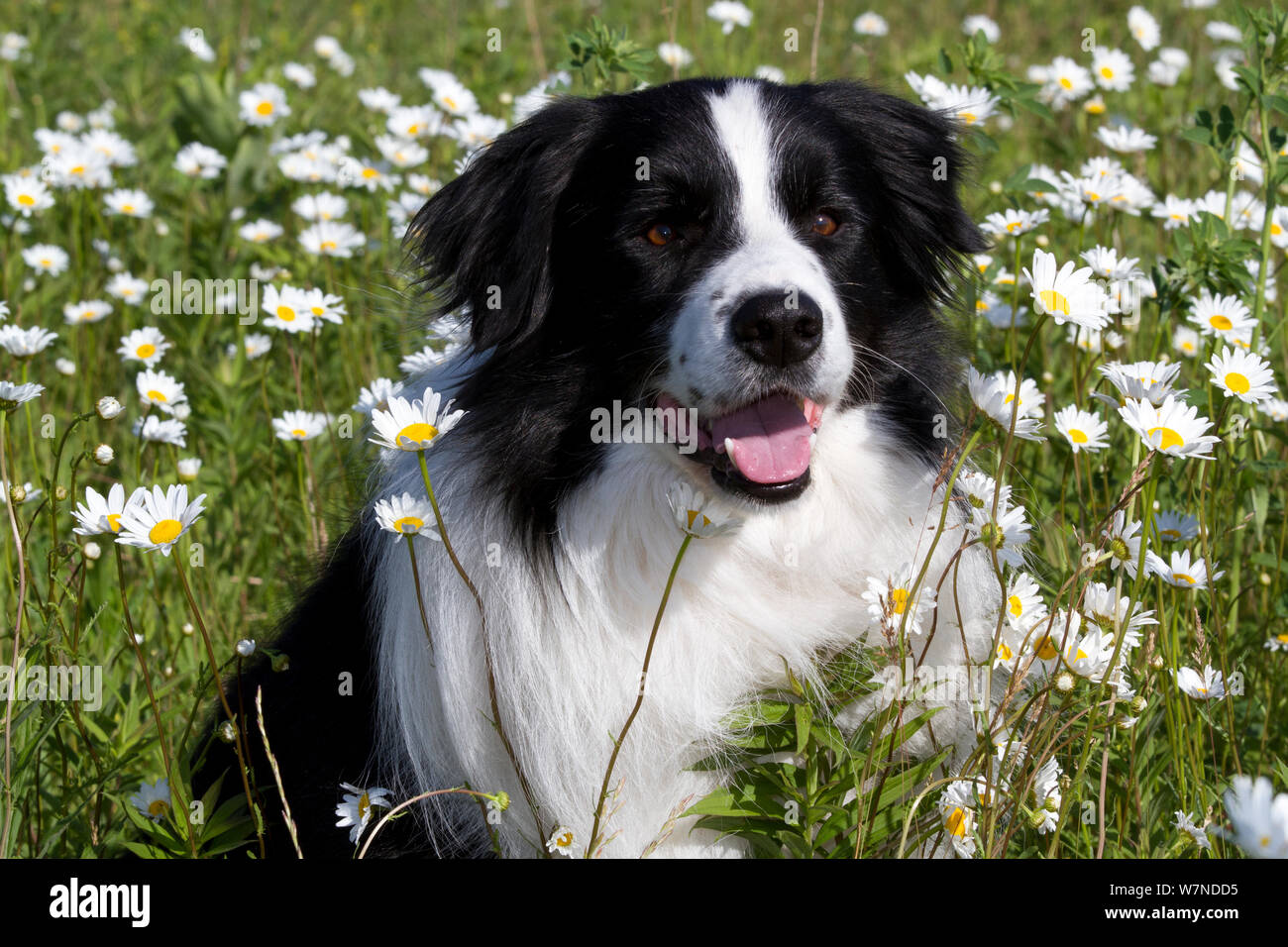Male Border Collie sitting in early summer meadow; Marengo, Illinois, USA Stock Photo