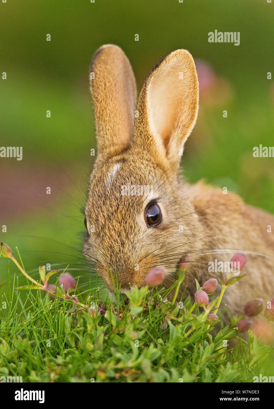 Rabbit feeding uk hi-res stock photography and images - Alamy