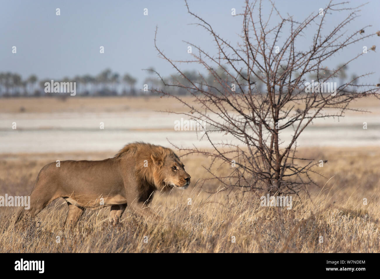 Lion (Panthera leo) stalking prey, Makgadikgadi Pans, Kalahari desert, Botswana. Stock Photo