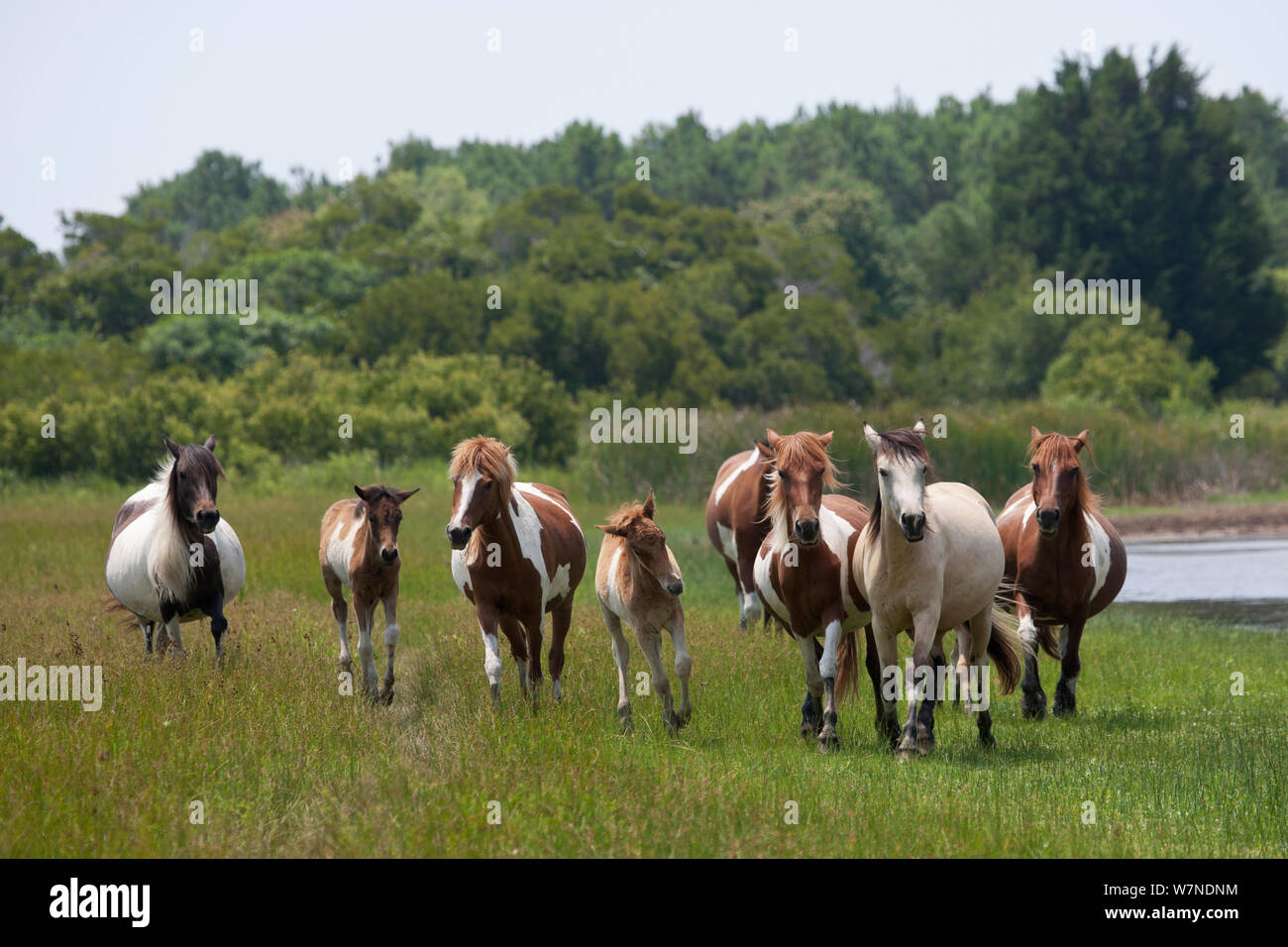Wild Chincoteague (Equus caballus) band of horses trotting